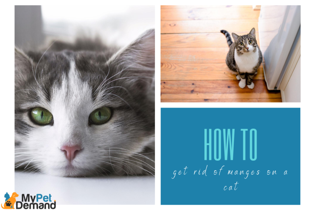 how do you get rid of mange on a cat