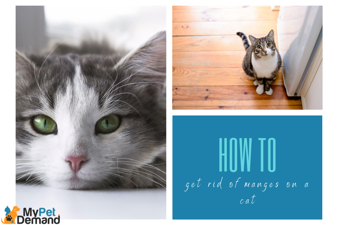 how do you get rid of mange on a cat