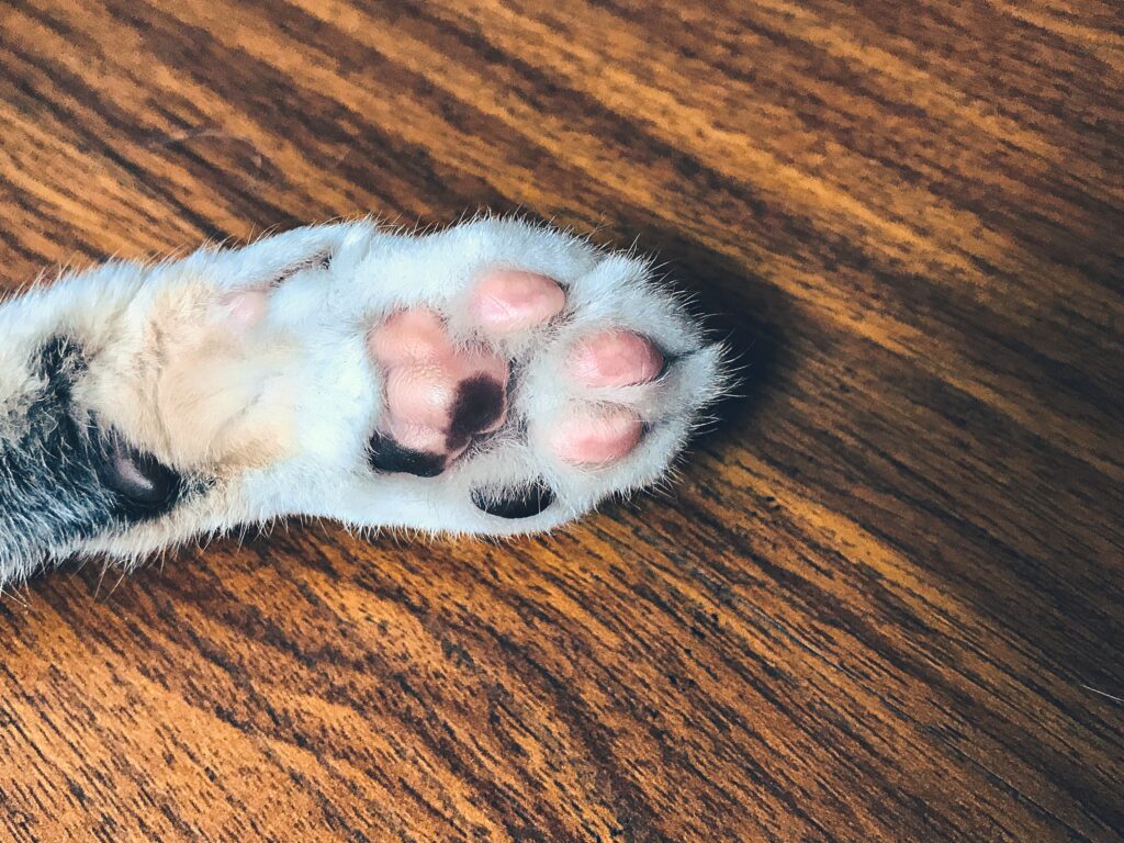 how often should i cut my cat's nails