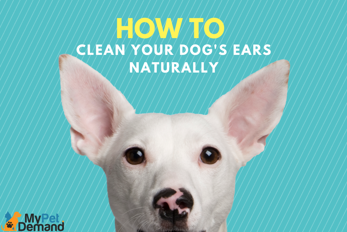 how to clean your dog's ears naturally