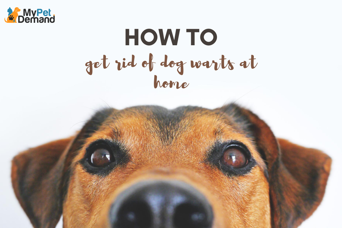how to get rid of dog warts at home