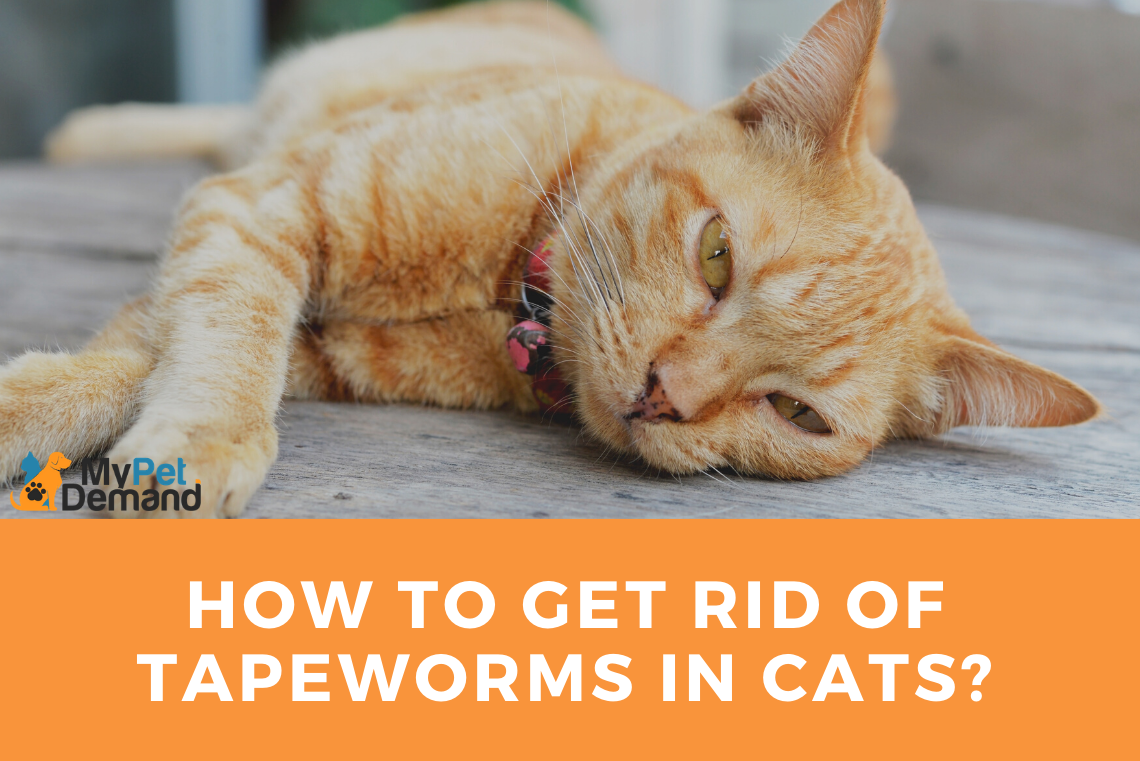 how to get rid of tapeworms in cats