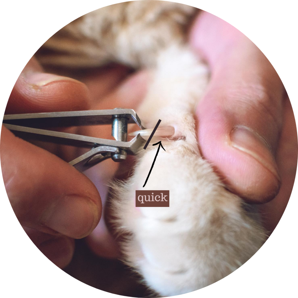 how to hold cat to cut nails