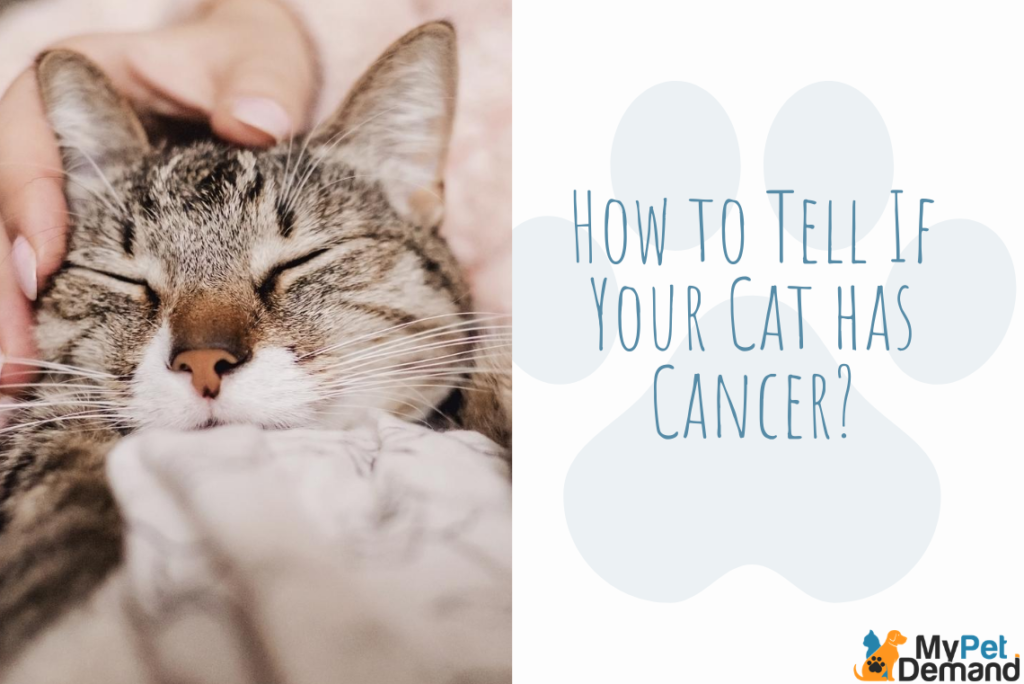 how to tell if your cat has cancer