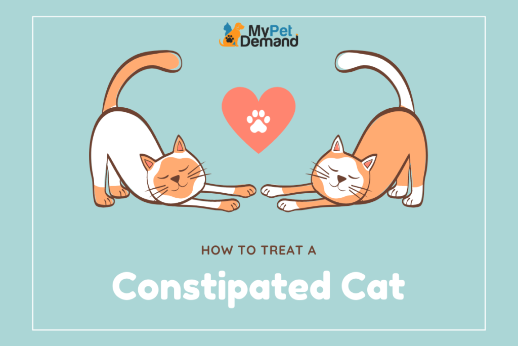 how to treat a constipated cat
