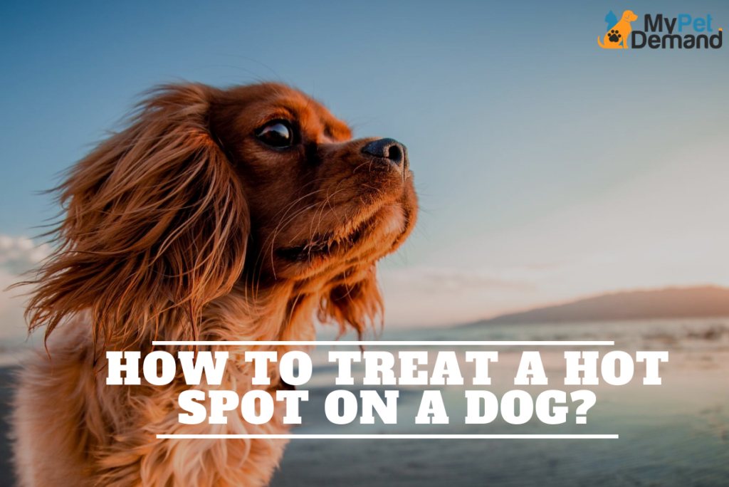 how to treat a hot spot on a dog