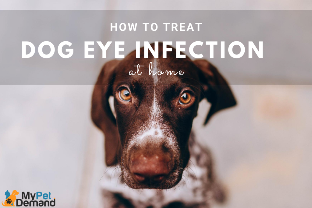 How to Treat Dog Eye Infection at Home