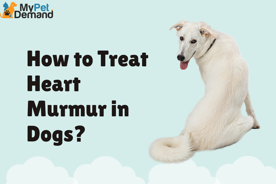how to treat heart murmur in dogs